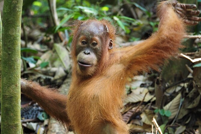 2-Day Jungle Trekking & Rafting in North Sumatra - Day one in Gunung Leuser: trekking, rivers, and orangutan odds