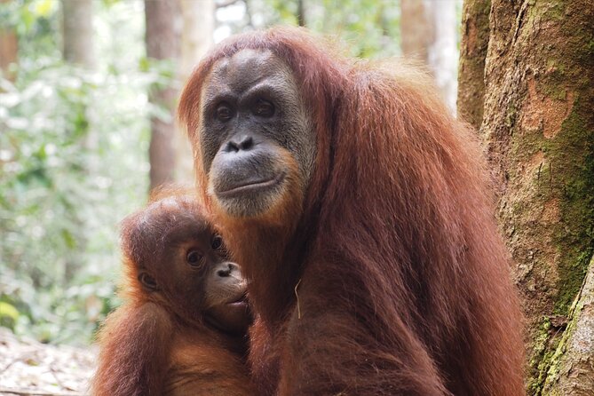 2-Day Jungle Trekking & Rafting in North Sumatra - Weather and expectations: what can shift