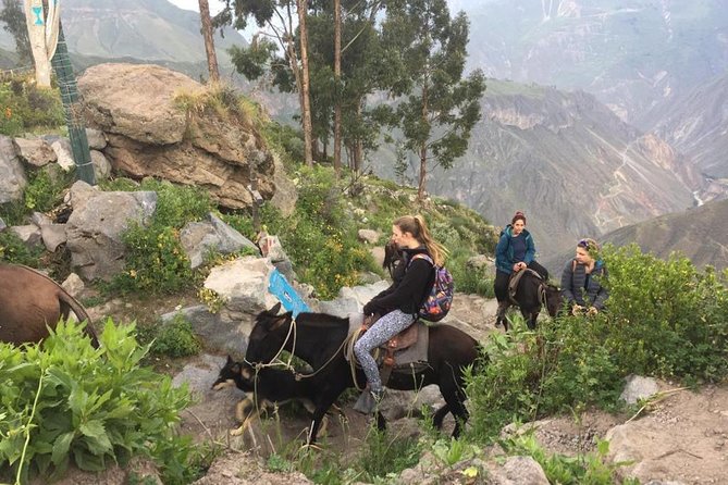 2 Day Trek Including Transfer to Puno / Colca Canyon - Salinas y Aguada Blanca National Reserve: camelids and volcano views