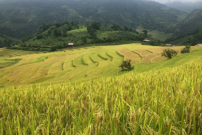 2 Day Trekking Experience: Explore with knowledgeable local guide - Why Bau’s Hmong-led trek feels different in Sapa