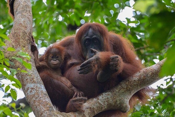 2 Days 1 Night Ethical Jungle Trekking - Key highlights worth your time