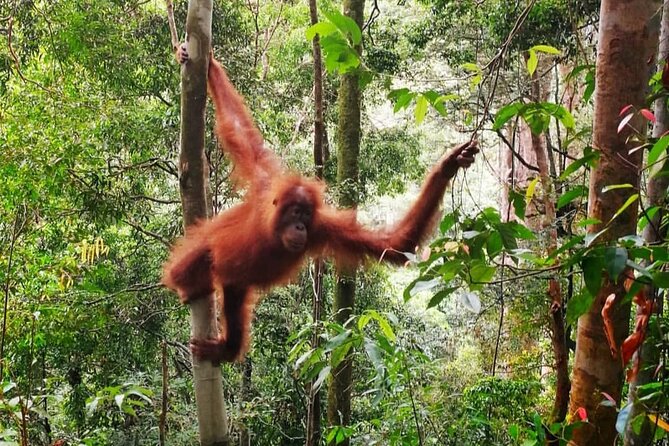 2 Days 1 Night Ethical Jungle Trekking - Morning start: Day 1 trekking, wildlife chances, and what to expect