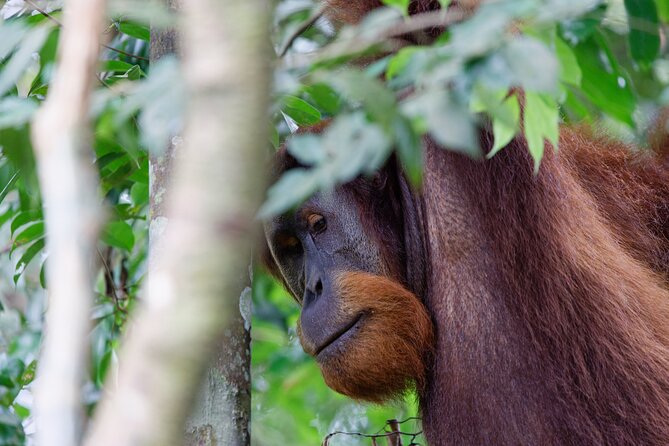 2 Days 1 Night Ethical Jungle Trekking - Getting back: walking out vs tube rafting downriver