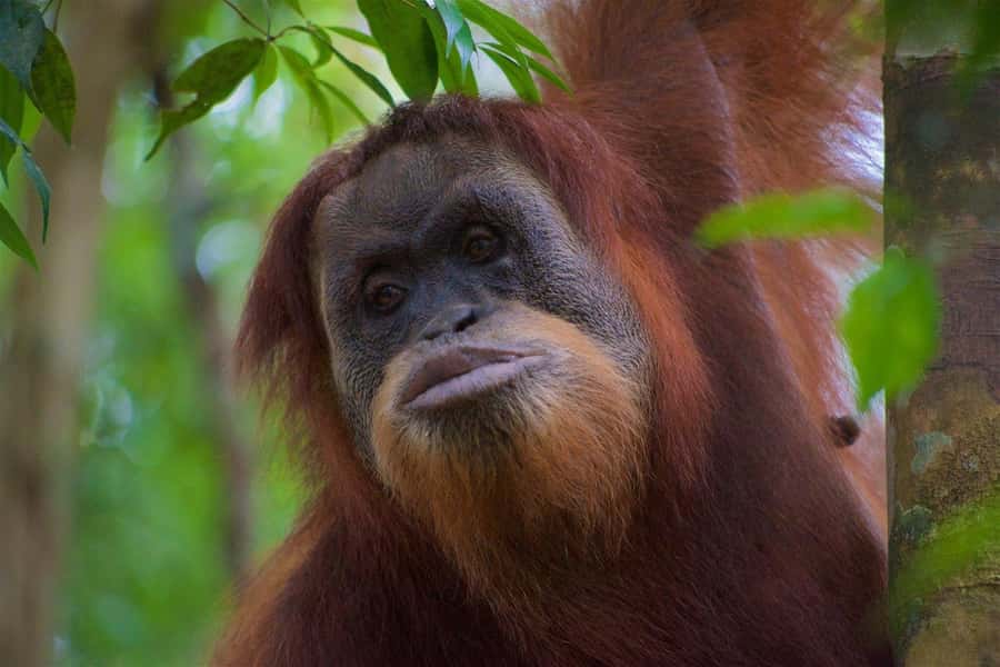 2 Days 1 Night Orangutan Trek Bukit Lawang - Bukit Lawang meets Gunung Leuser: why this trek works