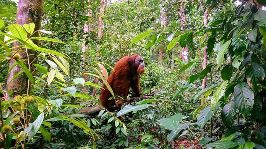2 Days 1 Night Orangutan Trek Bukit Lawang - Day 1 from 9:00 am: 6–7 hours of park walking and orangutan chances