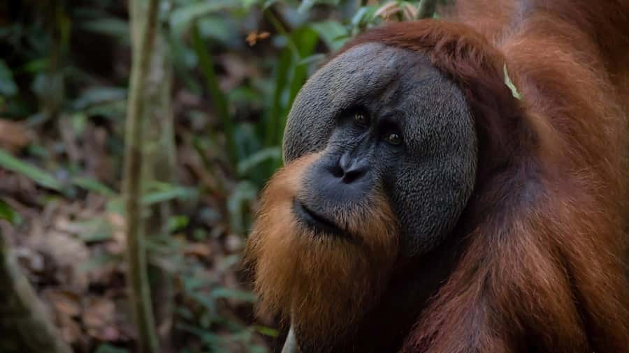 2 Days 1 Night Orangutan Trek Bukit Lawang - Reaching the Bohorok River camp at 4–5 pm: coffee, biscuits, and downtime