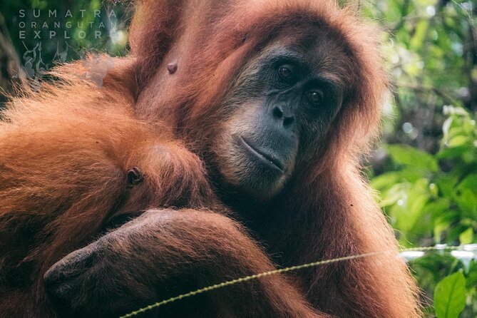 2 Days and 1 Night Ethical Jungle Trek - Key things I’d zero in on before you book