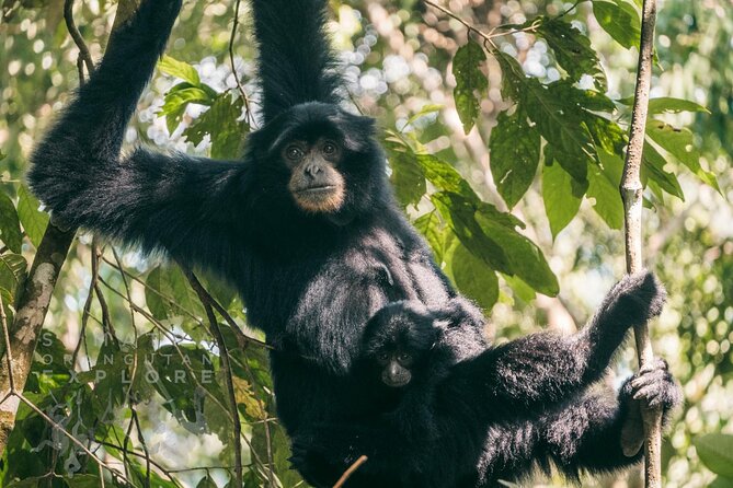 2 Days and 1 Night Ethical Jungle Trek - Wildlife viewing isn’t a sprint: why the slow stops matter