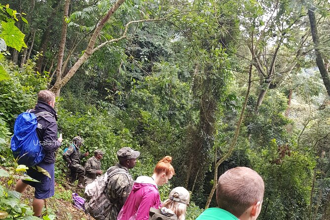 2 Days Chimpanzee trekking & Canopy Walk in Nyungwe National Park - Kigali to Nyungwe: pick-up, a 6-hour drive, and museum stops that break up the journey