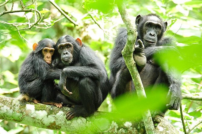 2 Days Chimpanzees trekking Tour and Canopy walk Adventure - Key Highlights You’ll Actually Care About