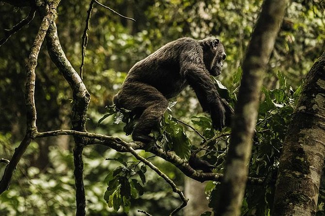 2 Days Chimpanzees trekking Tour and Canopy walk Adventure - Day 2: Early Chimpanzee Trekking in Nyungwe’s Old Rainforest