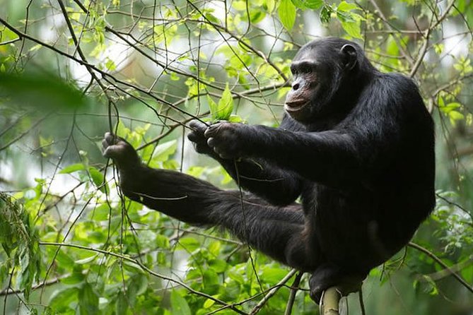 2 Days Chimpanzees trekking Tour and Canopy walk Adventure - Your Nyungwe Night: Half-Board Comfort and the Uwinka Option