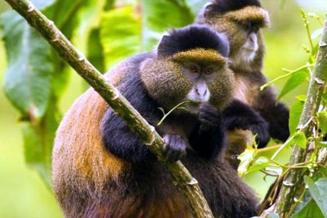 2 Days Chimpanzees trekking Tour and Canopy walk Adventure - Who This 2-Day Nyungwe Tour Is Best For