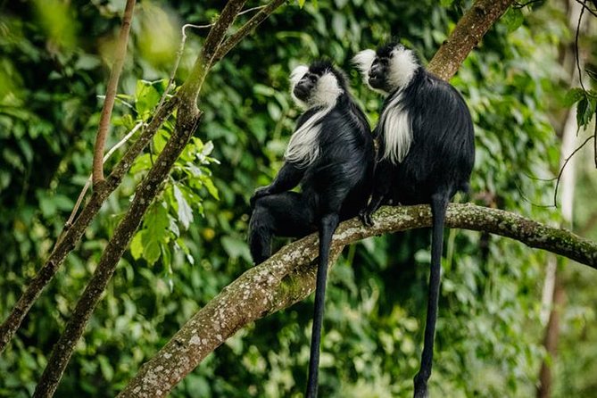 2 Days Chimpanzees trekking Tour and Canopy walk Adventure - Tips That Make This Trip Smoother