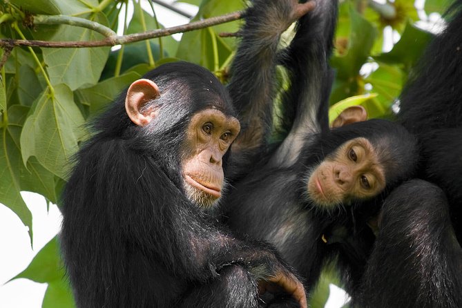 2 Days Chimpanzees trekking Tour and Canopy walk Adventure - The Canopy Walk: Views, Birds, and the Real Height Factor