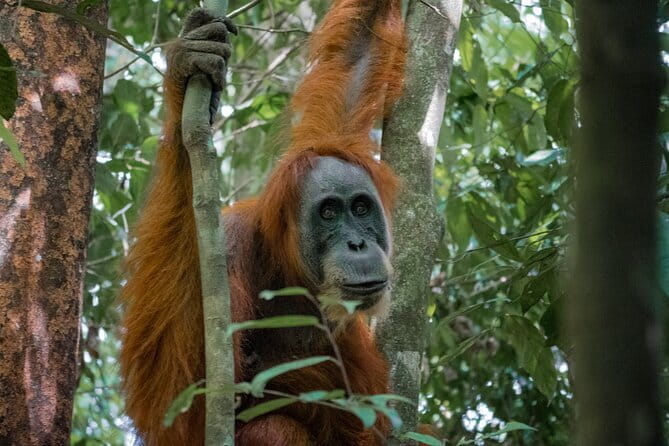 2 Days Ethical Jungle Trek in Sumatra - Key highlights at a glance