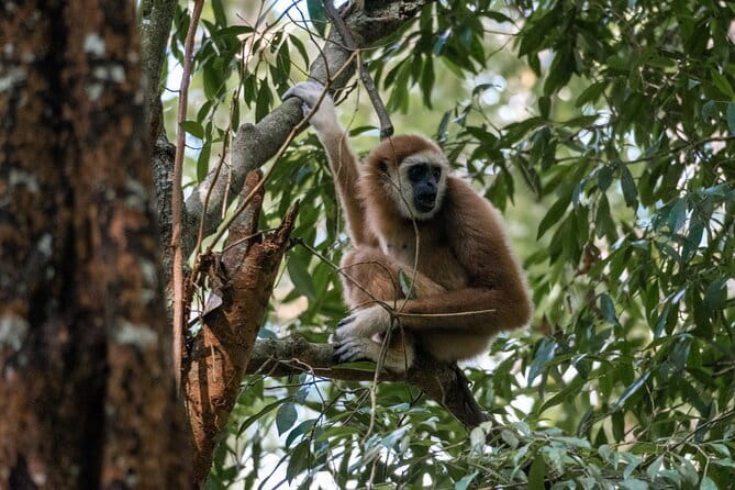 2 Days Ethical Jungle Trek in Sumatra - Why Gunung Leuser turns a trek into a real orangutan mission