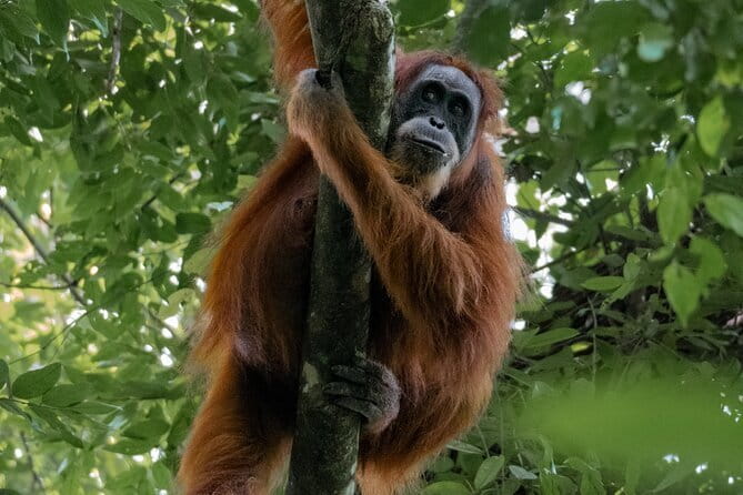 2 Days Ethical Jungle Trek in Sumatra - The 9:00 am start in Bukit Lawang: your day begins with structure