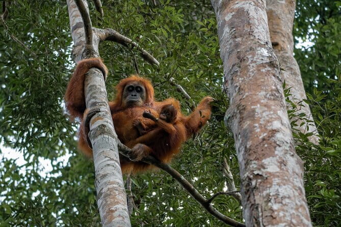 2 Days Ethical Jungle Trek in Sumatra - Day 2: breakfast, more walking, then the jungle taxi tubing ending