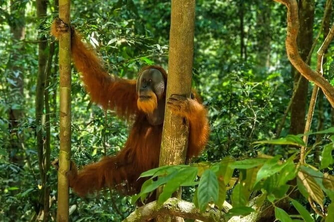 2 Days Ethical Jungle Trek in Sumatra - Food and permits: what’s included, and how that affects your budget