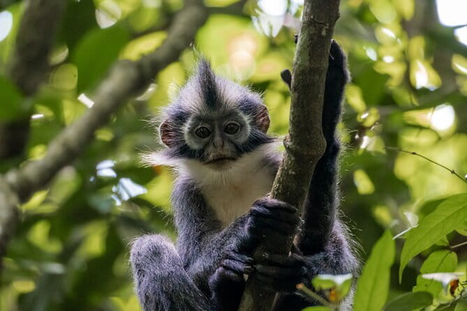 2 Days Ethical Jungle Trek in Sumatra - English-speaking guides and why their role is more than translation