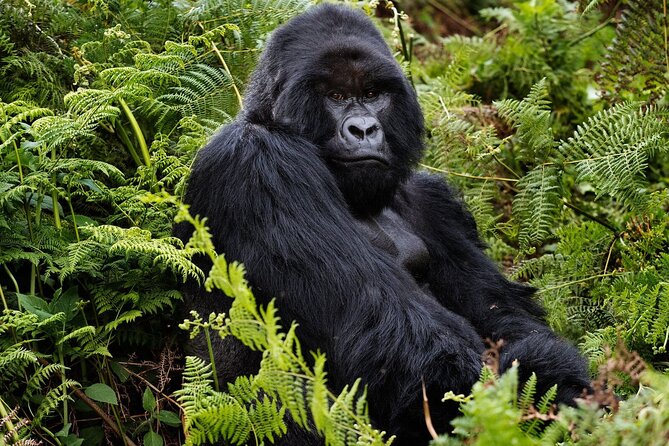 2 Days Gorilla & Golden Monkey Trekking Safaris - Key highlights that matter on the ground