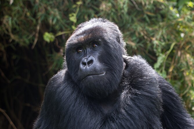 2 Days Gorilla & Golden Monkey Trekking Safaris - Isange Paradise Resort night: why the hotel stop is more than just a bed