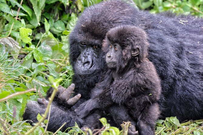 2 Days Gorilla & Golden Monkey Trekking Safaris - The $715 price: what’s included, what’s extra, and why it can be worth it