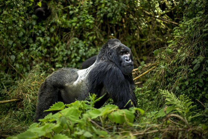 2 Days Gorilla & Golden Monkey Trekking Safaris - Who this tour suits (and who should skip it)