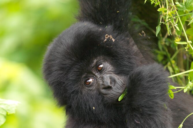 2 Days Gorilla & Golden Monkey Trekking Safaris - Should you book 2 Days Gorilla & Golden Monkey Trekking?