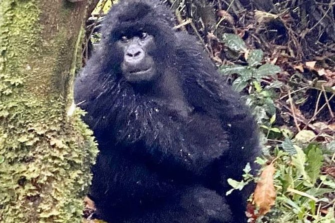 2 Days Gorilla Trekking Rwanda - Lodging on Day 1: Le Bambou or Da Vinci comfort strategy