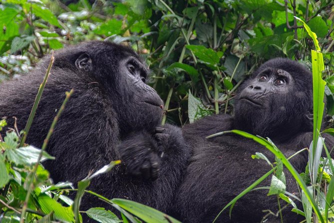 2 Days Gorilla Trekking Rwanda - Price and value: is $2,925 per person worth it?