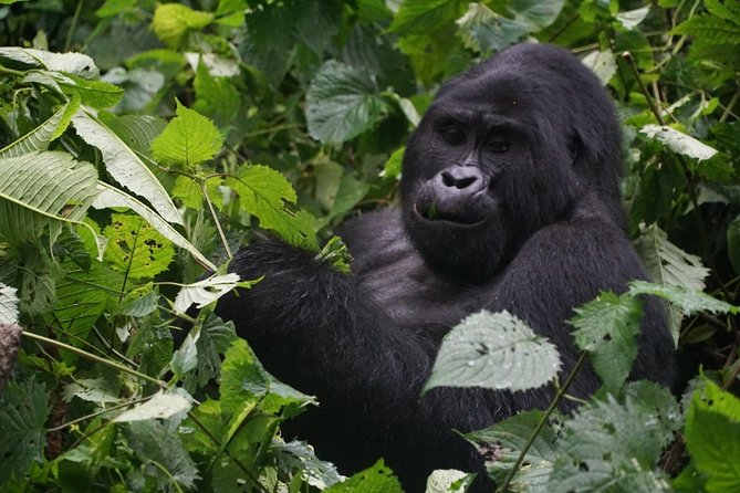 2 Days Gorilla Trekking Uganda - Key things that make this 2-day gorilla trek click