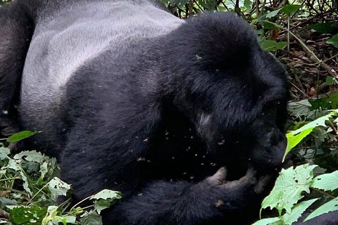 2 Days Gorilla Trekking Uganda - Day 2 trek in the gorilla parks: what the 8:00 a.m. briefing sets up