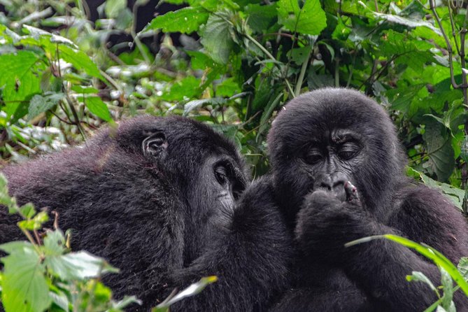 2 Days Gorilla Trekking Uganda - Lodging included: the camp names you’ll see on this route