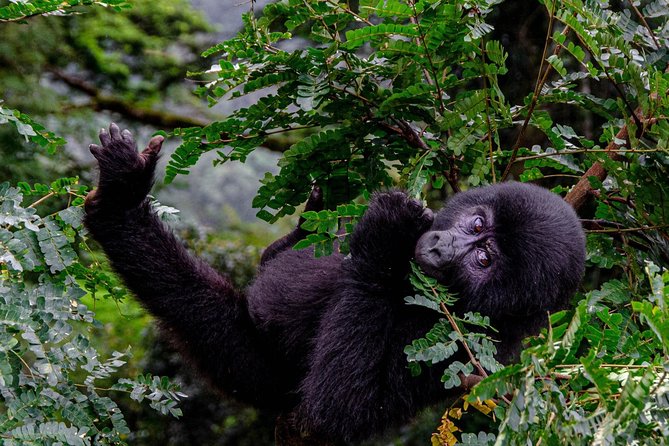 2 Days Gorilla Trekking Uganda - Pickup, transfers, and meals: the value you feel in your bones