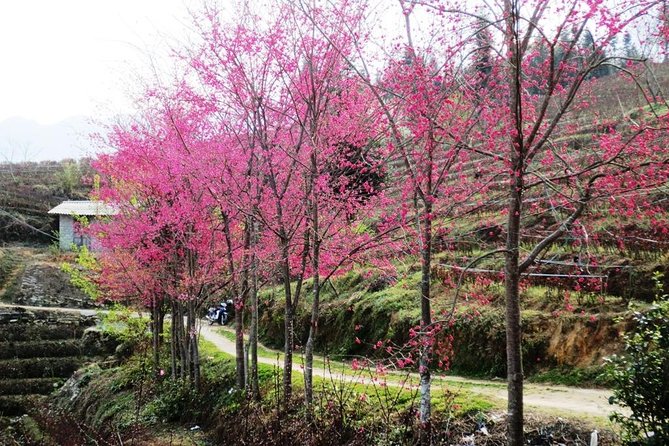 2 Days Sapa Trekking In Cat Cat And Ta Van Village From Hanoi - Should you book 2 Days Sapa Trekking in Cat Cat and Ta Van?