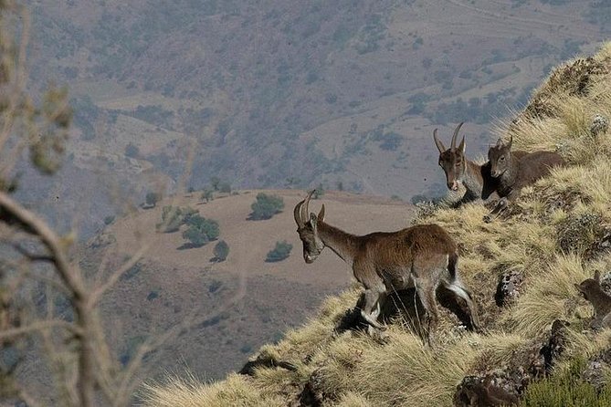 2 Days Simien Mountains Trekking - Day 1: an easy escarpment walk, geladas, and first big viewpoints