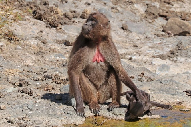 2 Days Simien Mountains Trekking - What’s included (and what it means for your comfort)