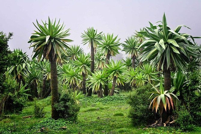 2 Days Simien Mountains Trekking - Price and value: is $295 reasonable for Simien Mountains?