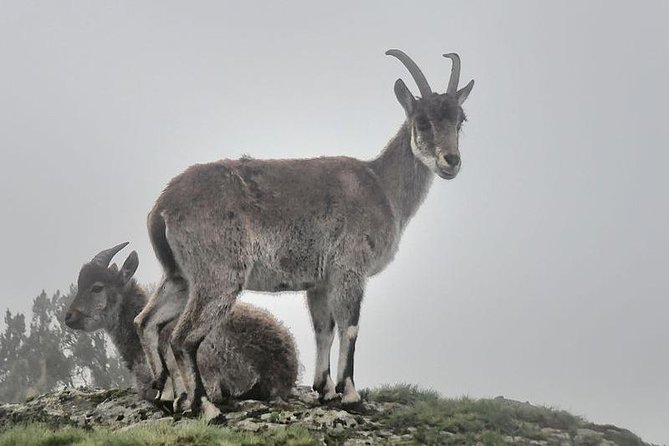 2 Days Simien Mountains Trekking - Group size and pacing: you get a small-trek feel