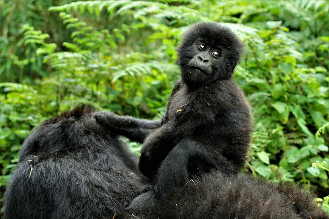 2 days Uganda Gorilla trekking - Key things that make this trip work