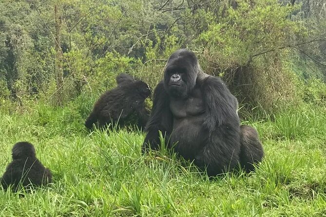 2 days Uganda Gorilla trekking - What you actually get for the $1,750 price