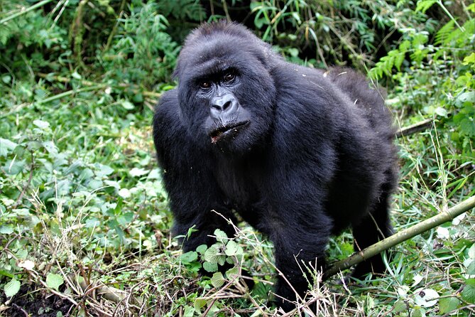 2 days Uganda Gorilla trekking - Transport, privacy, and why it changes your stress level