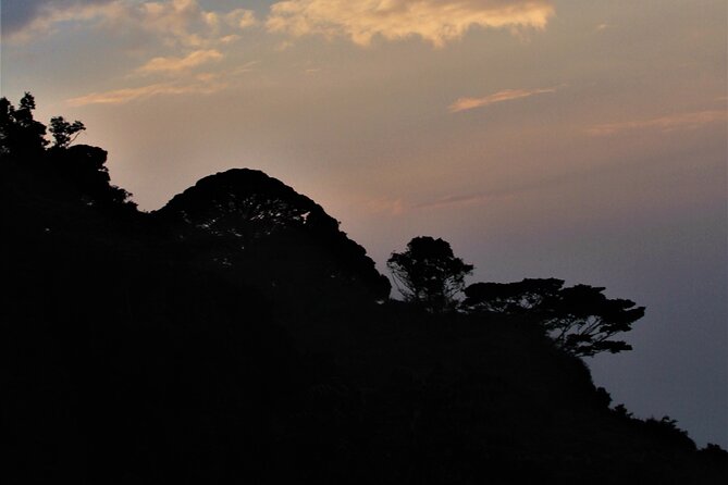 2 days Uganda Gorilla trekking - Gorilla tracking in Bwindi: timing, fitness, and what to pack