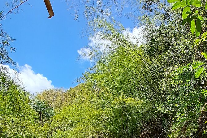 2 Hours Trekking Waterfall Tour in Tobago - Why the Tobago waterfall trek is such good value for a short day