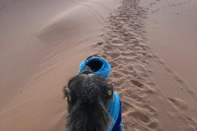 2 night camel trekking in merzouga desert - Day 2: sunrise, breakfast, small oasis lunch, and your camp choice