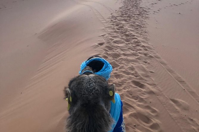2 night camel trekking in merzouga desert - Day 2: sunrise, breakfast, small oasis lunch, and your camp choice