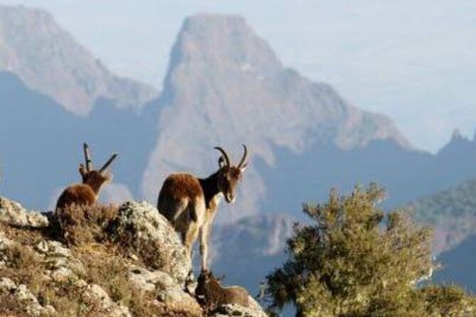 2 Nights 3 Days Trek to Semien Mountain - Your Trek Rhythm: Gondar Start, Permits, and Two Camps in the Clouds