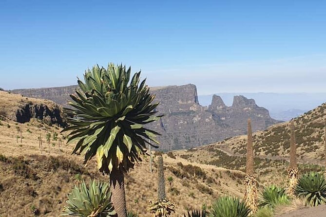 2 Nights 3 Days Trek to Semien Mountain - Guides, Scouts, and the Service Factor That People Actually Feel